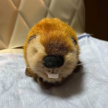 SUPER BEAVER スーパービーバーちゃん Amazon.co.jp: SUPER BEAVER