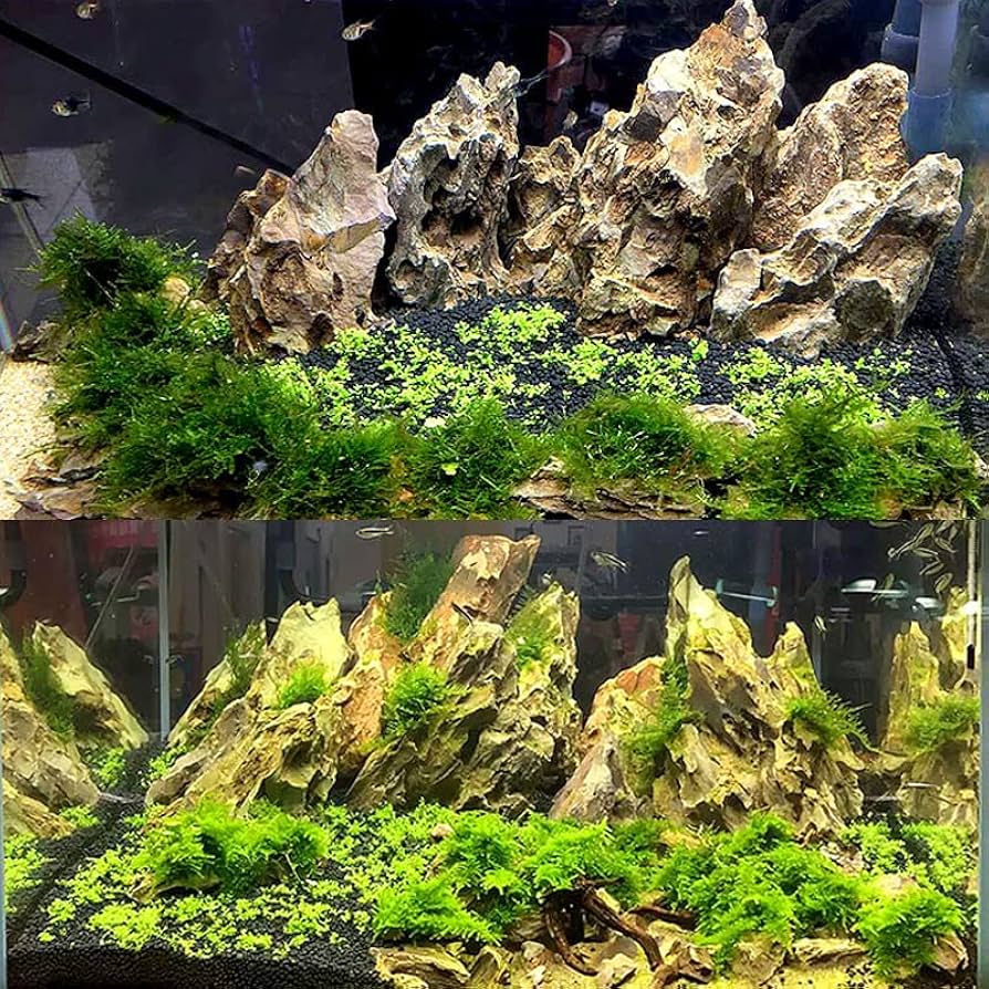 Amazon | 気孔石 黄虎石 蜂炎石 水槽 アクアリウム 花壇 ガーデニング