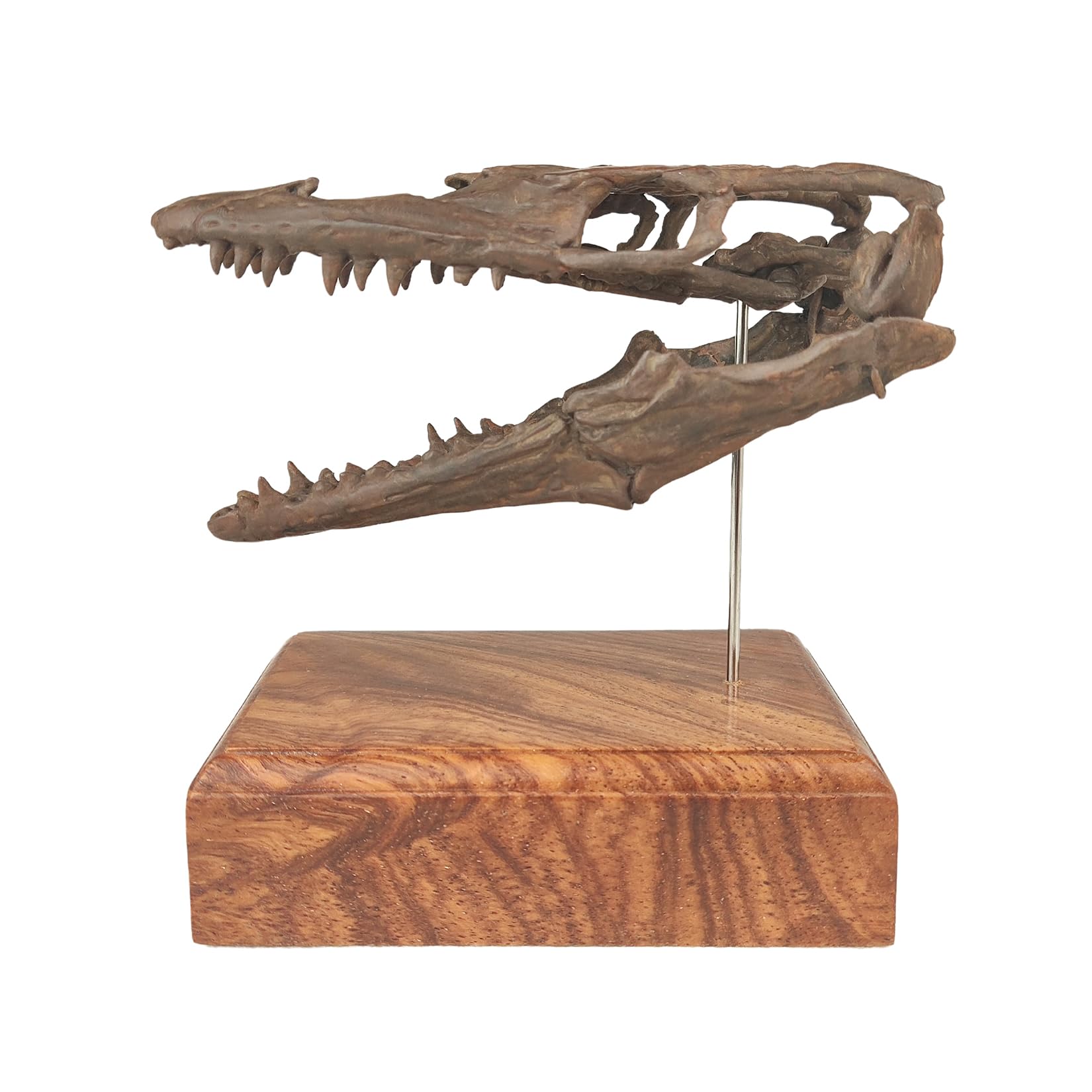木彫 恐竜 ブラキロフォサウルス頭骨 1/10スケール 木彫 恐竜 ブラ