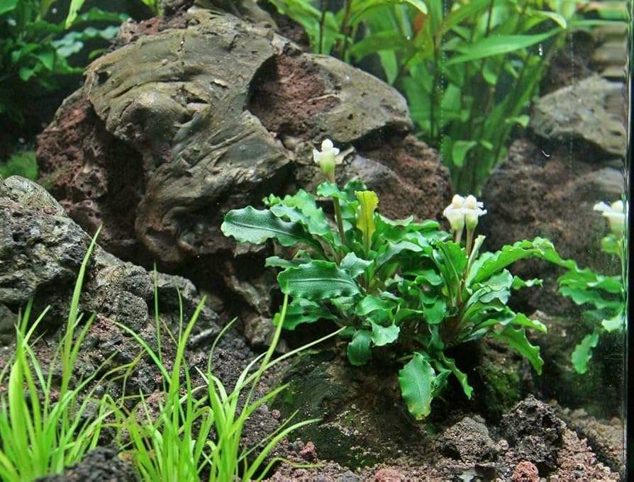 Amazon.com: Bucephalandra SP. Wavy Green - Rare Live Aquatic Plant