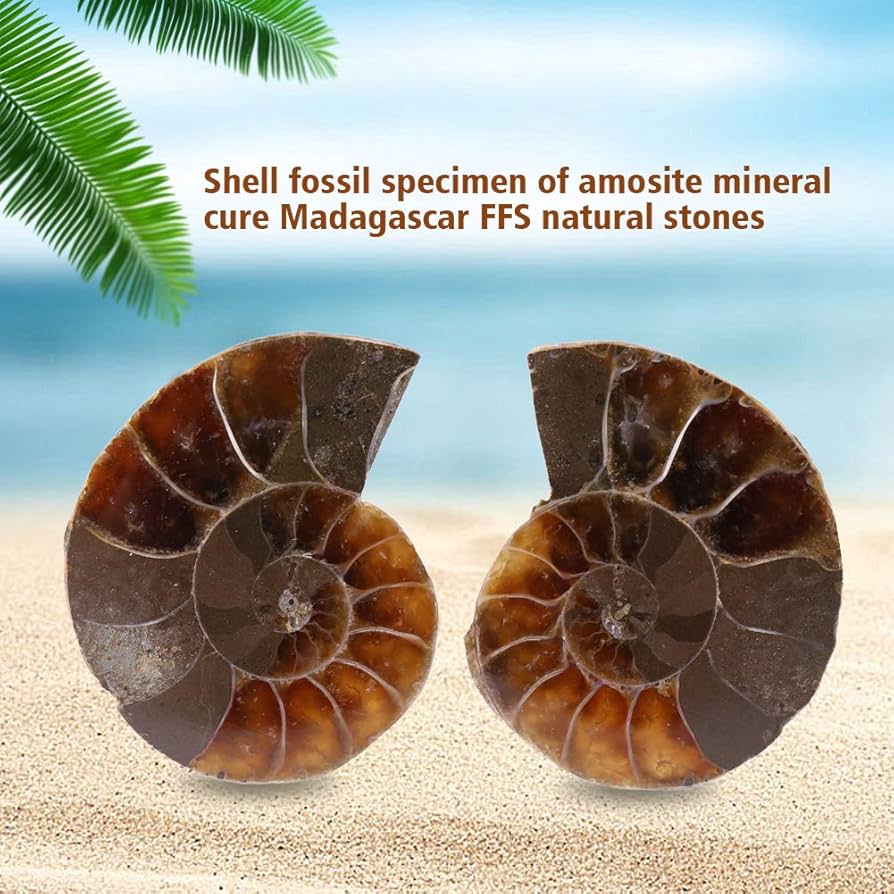 Amazon.co.jp: 化石標本 アンモナイト化石 マダガスカル産 2個入り