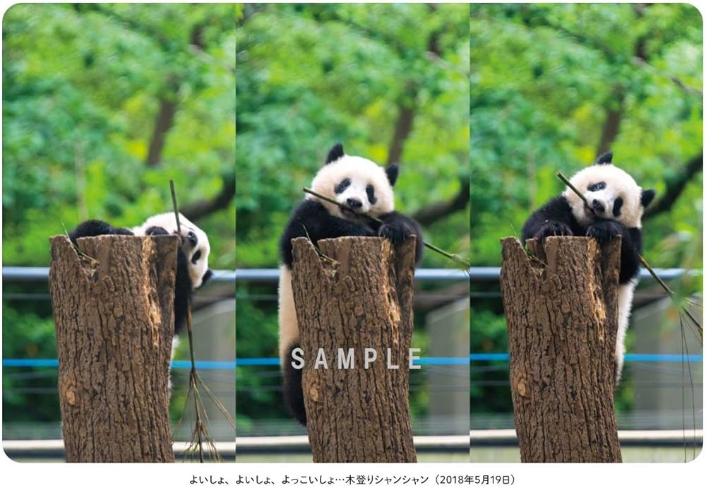 シャンシャンポストカードブック5册（新品未開封） Amazon.co.jp