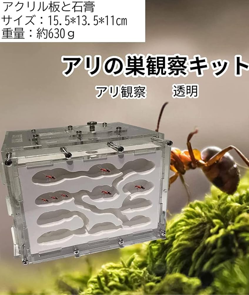 アリ飼育観察ケース(餌場セット付)蟻の巣(石膏) クリアランス アリの