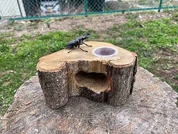 Amazon.co.jp: クワリウム 登り木 エサ台 シェルター : ペット用品