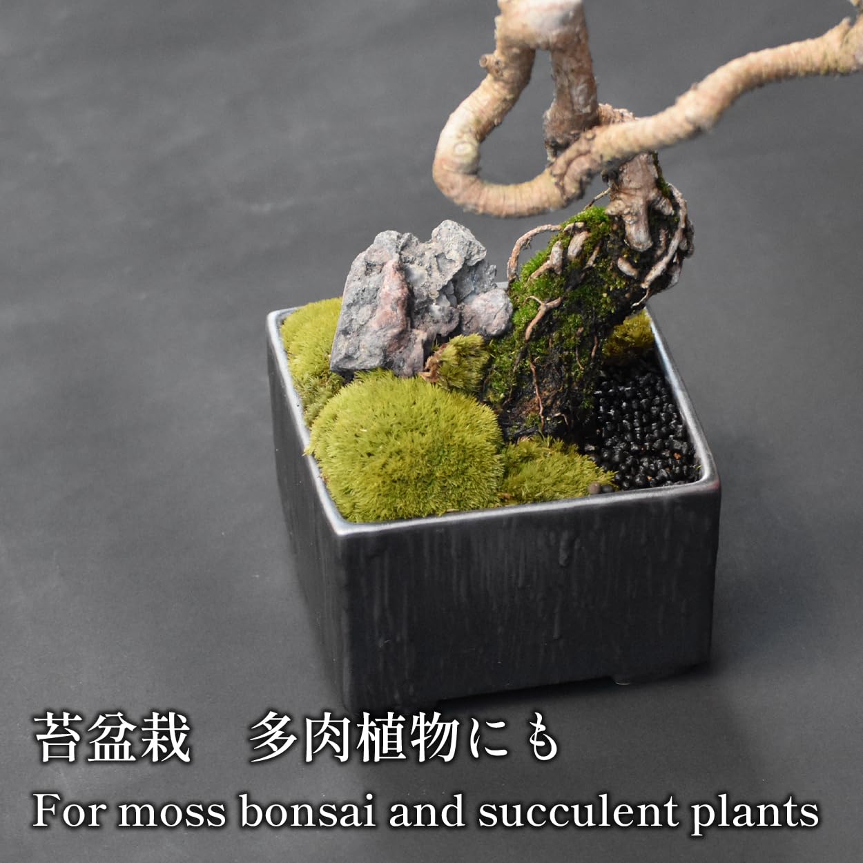 三河盆栽459 盆栽 盆栽鉢 植木鉢 和鉢 俊豪 三河盆栽459 盆栽 盆栽鉢