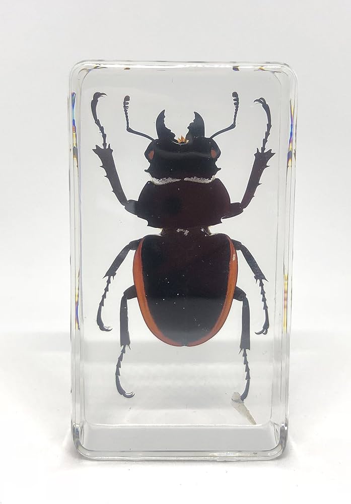 Amazon.co.jp: [透明標本制作所]樹脂封入 標本 クワガタ Cタイプ 虫