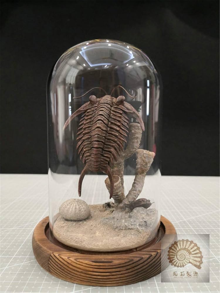 Amazon | 菊石 1/1 サイズ 三葉虫 トライロバイト 骨格 化石