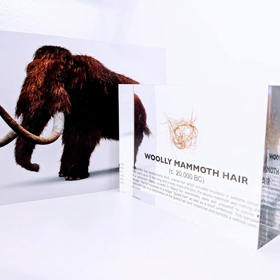 Amazon | SCIENCE 化石標本Woolly Mammoth Hair「マンモス 実物の体毛