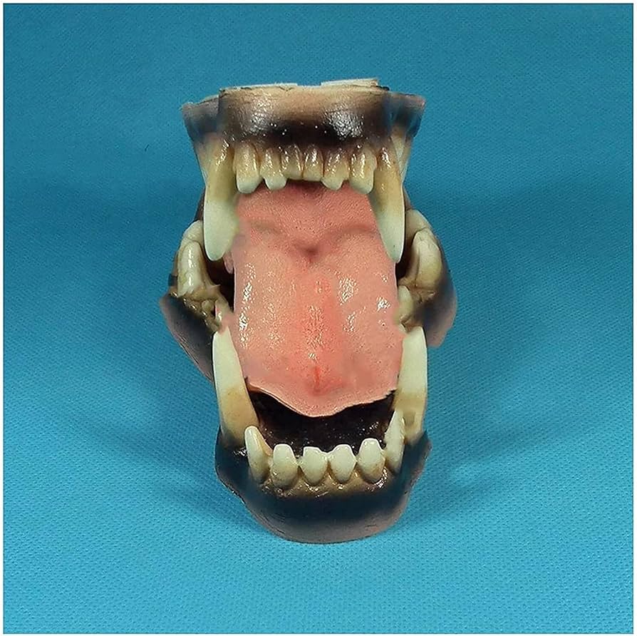 Amazon.co.jp: 動物の歯の教育モデルオオカミの歯のモデル歯科の歯の