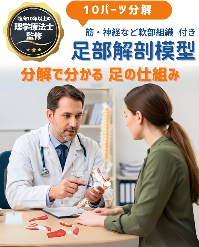 Amazon.co.jp: KIYOMARU 足部解剖模型 10パーツ 等身大 軟部組織付き
