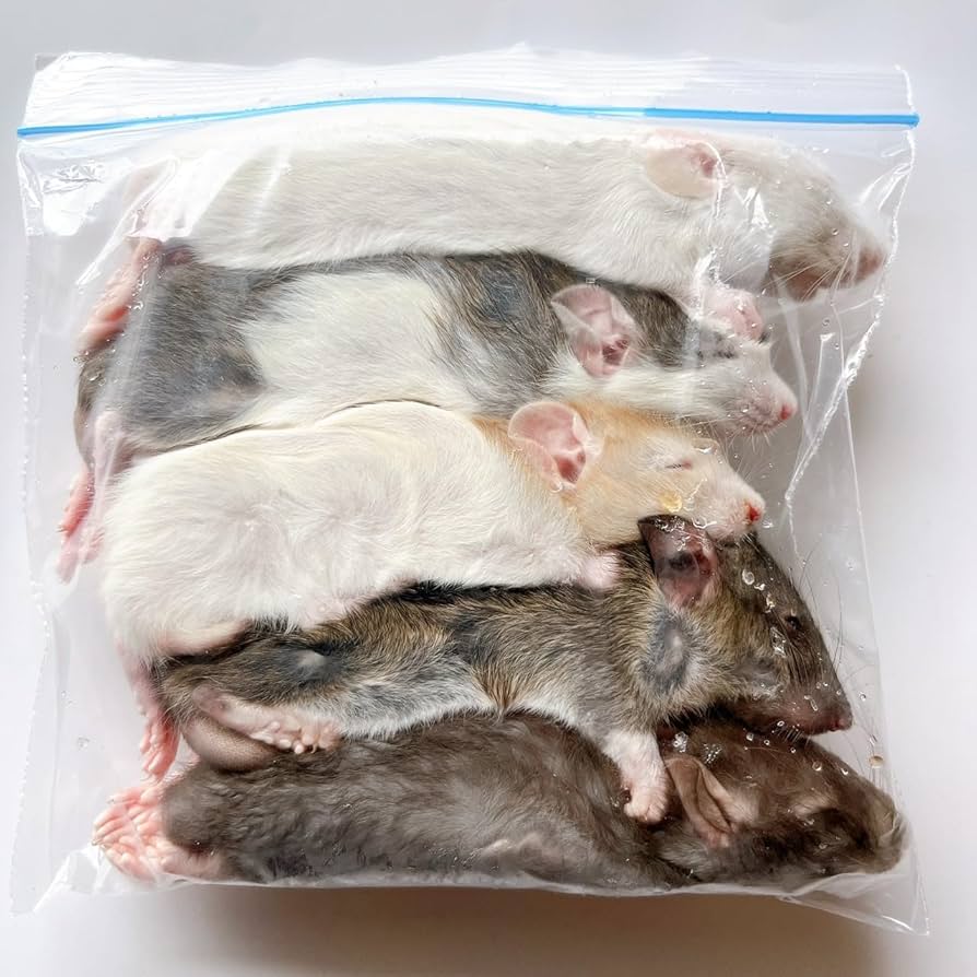 冷凍ラット 23g前後 80匹セット