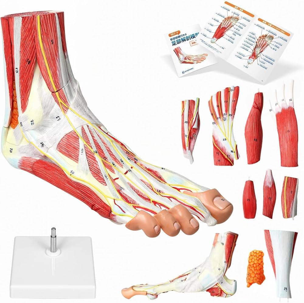 Amazon.co.jp: KIYOMARU 足部解剖模型 10パーツ 等身大 軟部組織付き