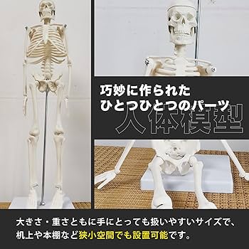 Amazon.co.jp: sac taske 人体模型 骨格標本 全身 直立型 関節可動