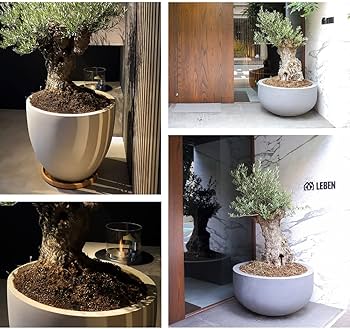 盆栽 鉢 57cm 板山 大型 特大 盆栽 鉢 57cm 板山 大型 特大