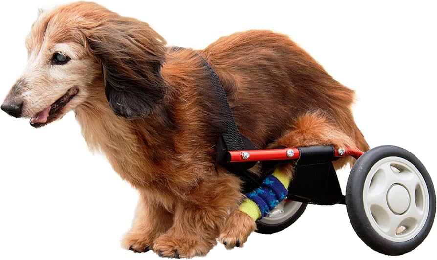 M.ダックス4輪 リハビリ 食事補助 犬用車椅子 介護 犬の歩行器 ペット