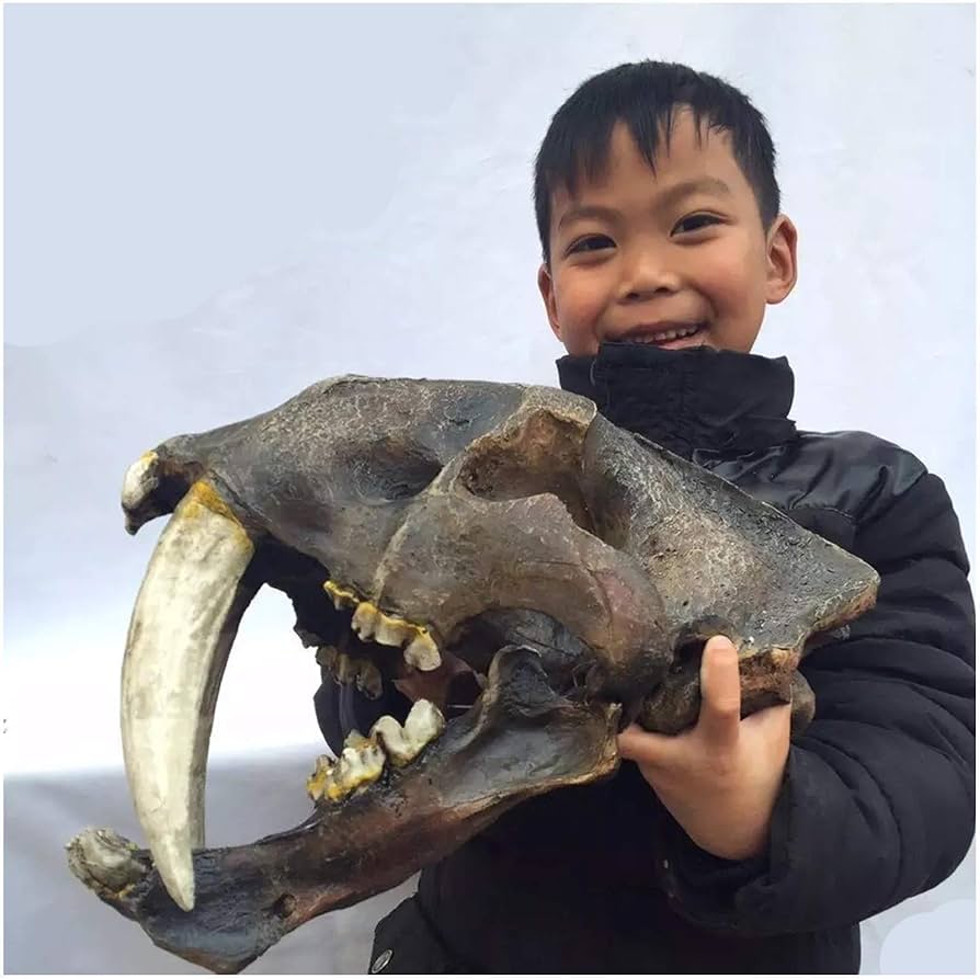 Amazon.co.jp: サーベルタイガーの化石頭蓋骨動物モデル - 樹脂製