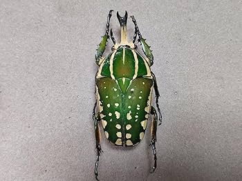 Amazon.co.jp: ポリフェムスオオツノカナブン 昆虫標本 : 文房具