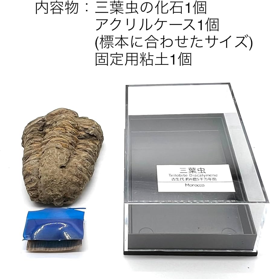 化石標本三葉虫モロコプスtorkozensis