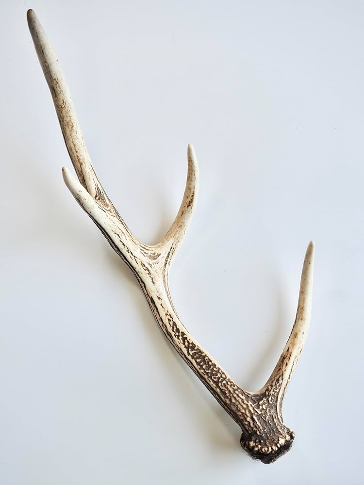 公式 No.2052『鹿角14本セット』鹿の角 エゾ鹿 鹿角 蝦夷鹿 No.2052