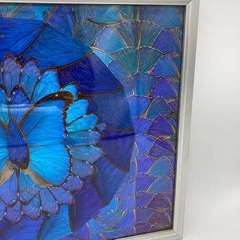Amazon.co.jp: レア モルフォ蝶 アート 標本 芸術 コレクション 海外
