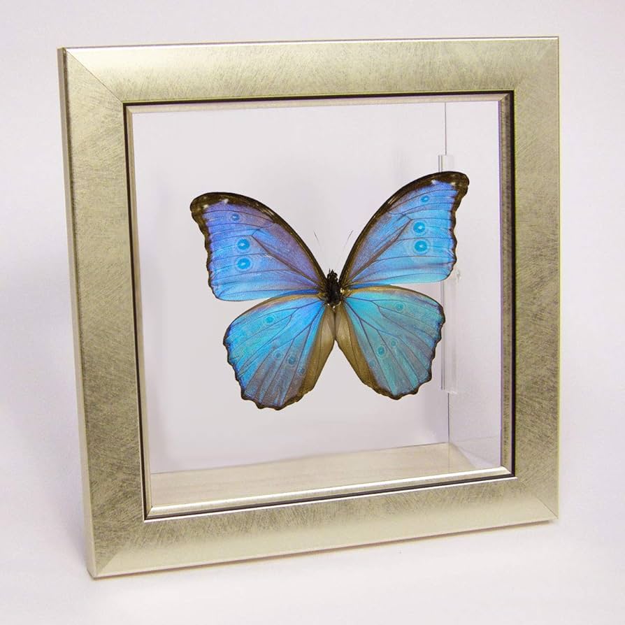 Amazon.co.jp: 蝶の標本 ゴダルティモルフォ ペルー産 メタリック調