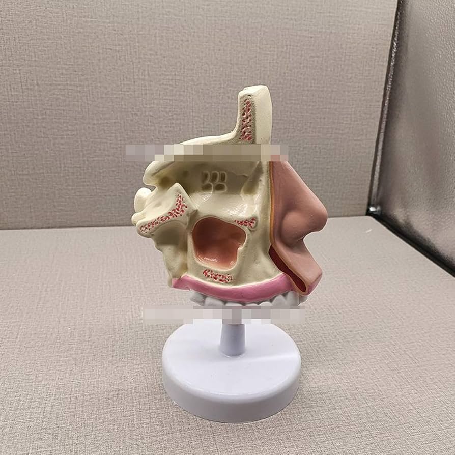 Amazon.co.jp: 鼻の解剖学模型 人体模型 人間の鼻腔 のどの解剖学 医学