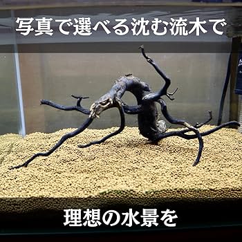 Amazon | アク抜き済み枝流木 45cm水槽用 沈水確認 あく抜き済み