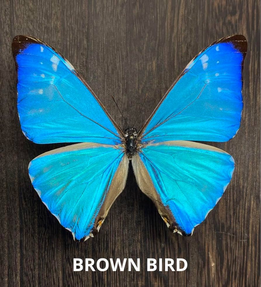 蝶 標本 モルフォ蝶 ゼフィリティスモルフォ ガラスドーム