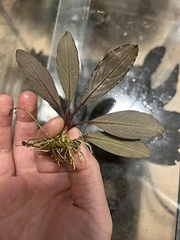 Amazon.co.jp: ブセファランドラ スケルトンキング（キシィ