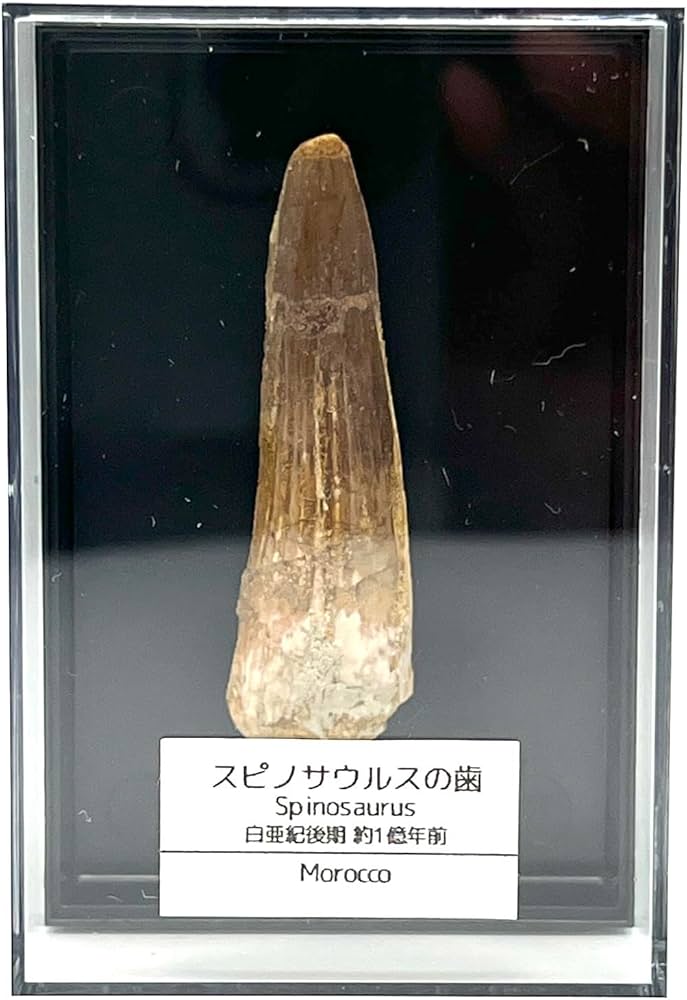 恐竜 パロニコドン [DS402] 歯 化石 希少 レア 恐竜 歯 化石