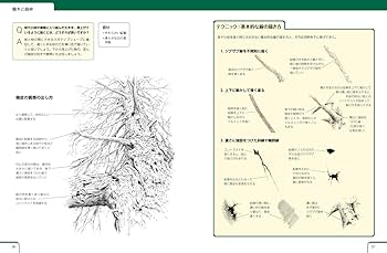今だけお値下げ アンティークレースに描かれた鉛筆画 今だけお値下げ