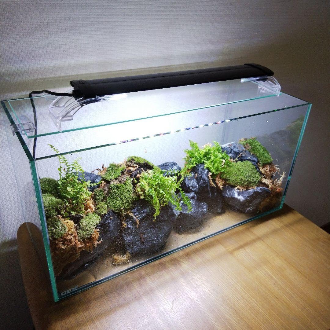 受注生産】グラステラリウム3030 イモリウム 苔テラリウム 受注生産