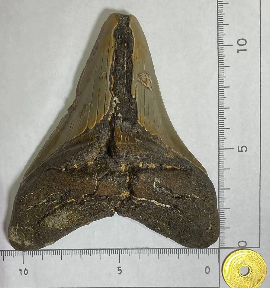 メガロドンの祖先種 サメの歯 希少種 【公式通販】