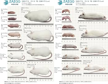 Amazon.co.jp: ZAZOO 冷凍マウス ピンクマウスM 10匹 3.1〜4g 約4cm