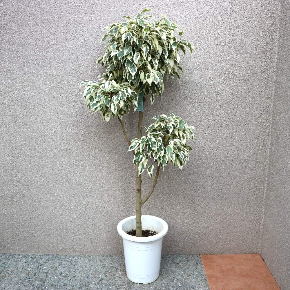 紫砂の鉢 盆栽鉢 植木鉢 小品盆栽鉢 大品盆栽鉢 四方植木鉢 紫砂の鉢