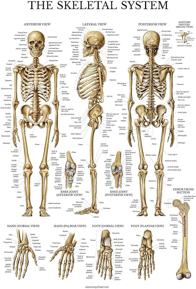 Amazon.co.jp: kb244骨格系解剖図 - ヒト骨格解剖学ポスター（18×27