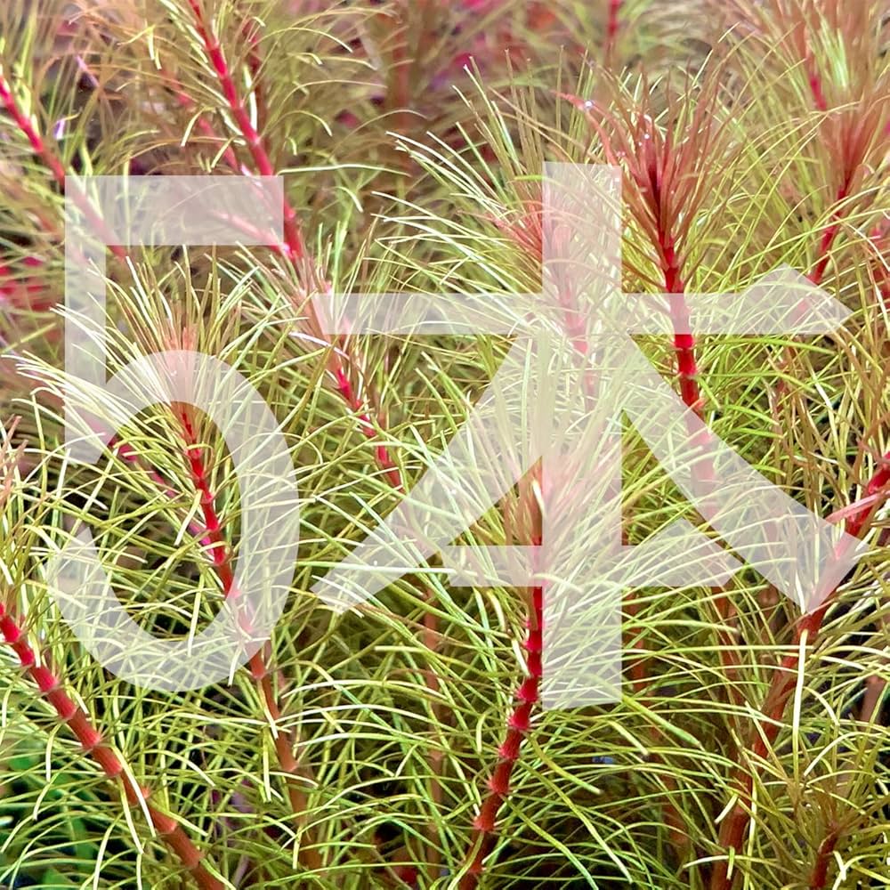 Amazon.co.jp: NoA 水草 水中葉 無農薬 ロタラ sp. ボッシー 水槽