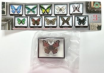 Amazon.co.jp: サイエンステクニカラー STC ドイツ箱マグネット