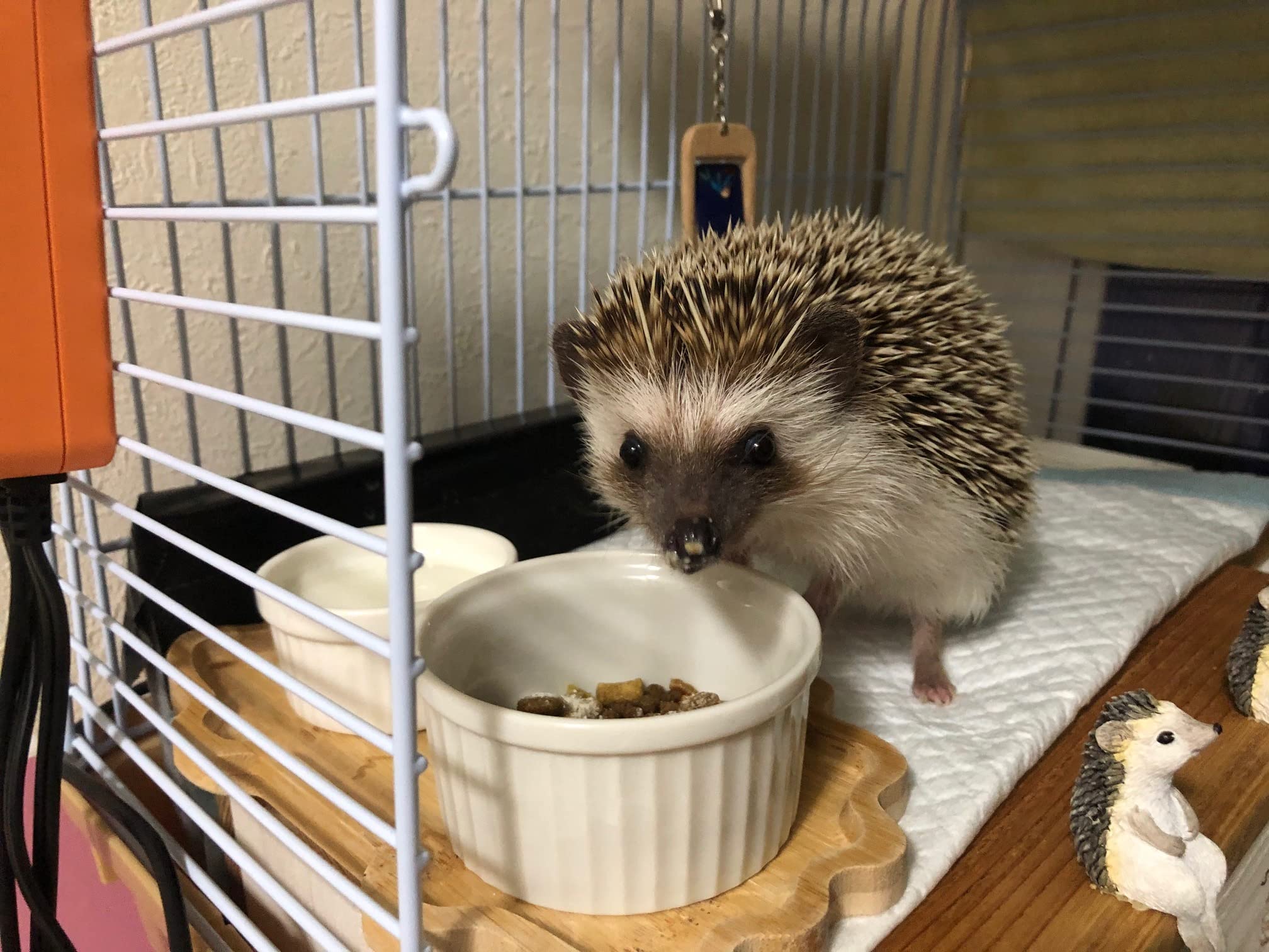 Amazon.co.jp: ヘッジホッグ ダイエット ハリネズミフード (1.15kg