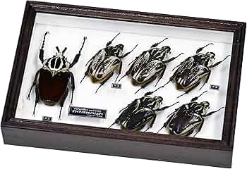 n*s様 昆虫標本 カメルーン ゴライアスオオツノハナムグリ 2頭 M9,10 n
