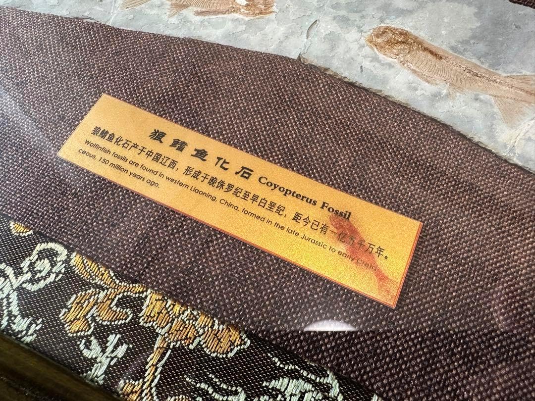 魚の化石 額装品 約30cm 魚の化石 額装品 約30cm 横幅がワイドで