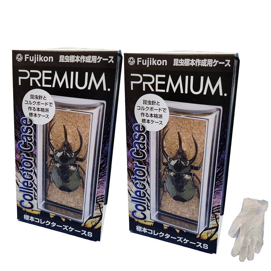 6月1日まで限定セール 昆虫標本 クワガタムシ 6月1日まで限定セール