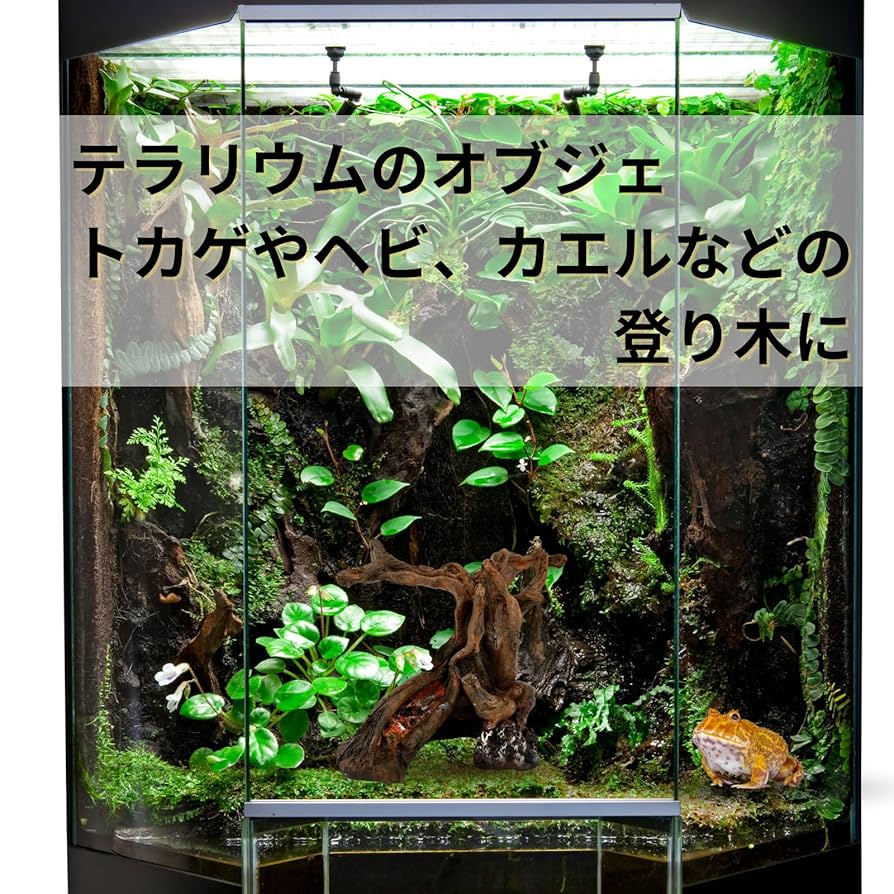 爬虫類用流木のおすすめ人気ランキング【2025年11月】 | マイベスト