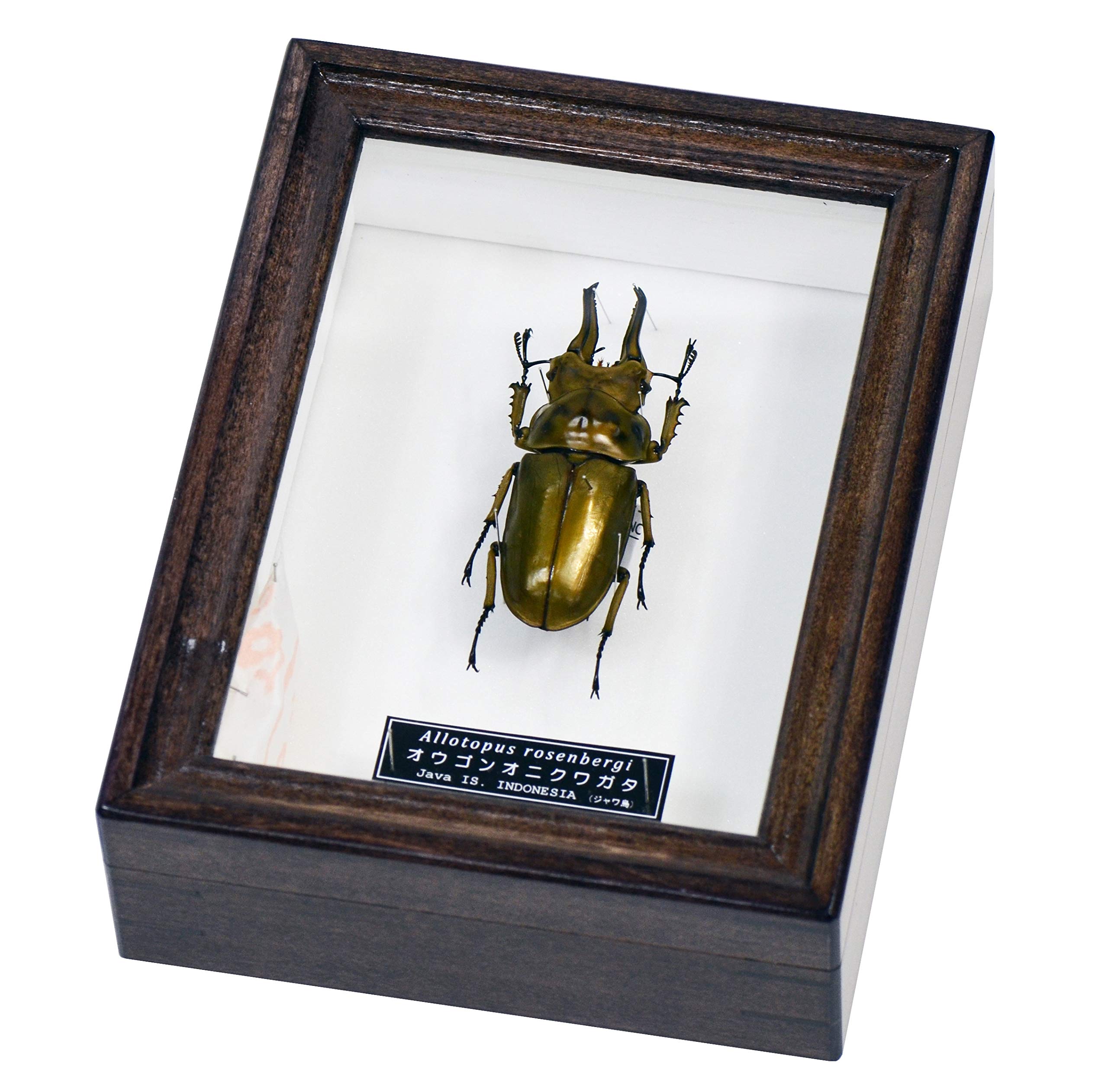 クワガタ 標本 オオクワガタ 木製フレーム 【公式通販】