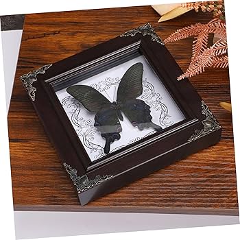 Amazon.co.jp: PRETYZOOM 蝶の標本フォトフレーム 蝶の額縁 蝶の額装