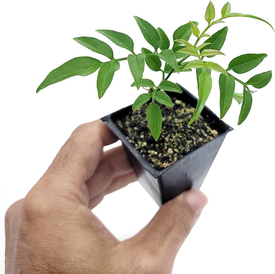 Amazon.com : Mini Live Jasmine Plant one stem in 2