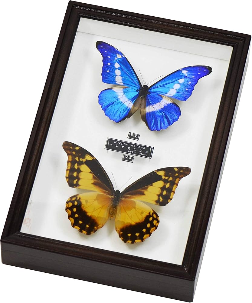 Amazon | 美しい蝶の標本 世界で最も美しい蝶 ヘレナモルフォの雄 と