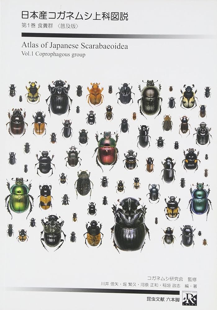 土日限定セール 昆虫標本 日本産オオヨツバコガネムシ 土日限定セール