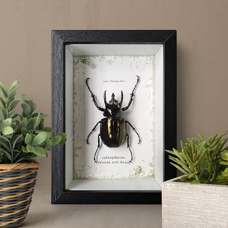 Amazon.co.jp: 昆虫標本額縁、絶妙な昆虫標本額縁クラフトディスプレイ