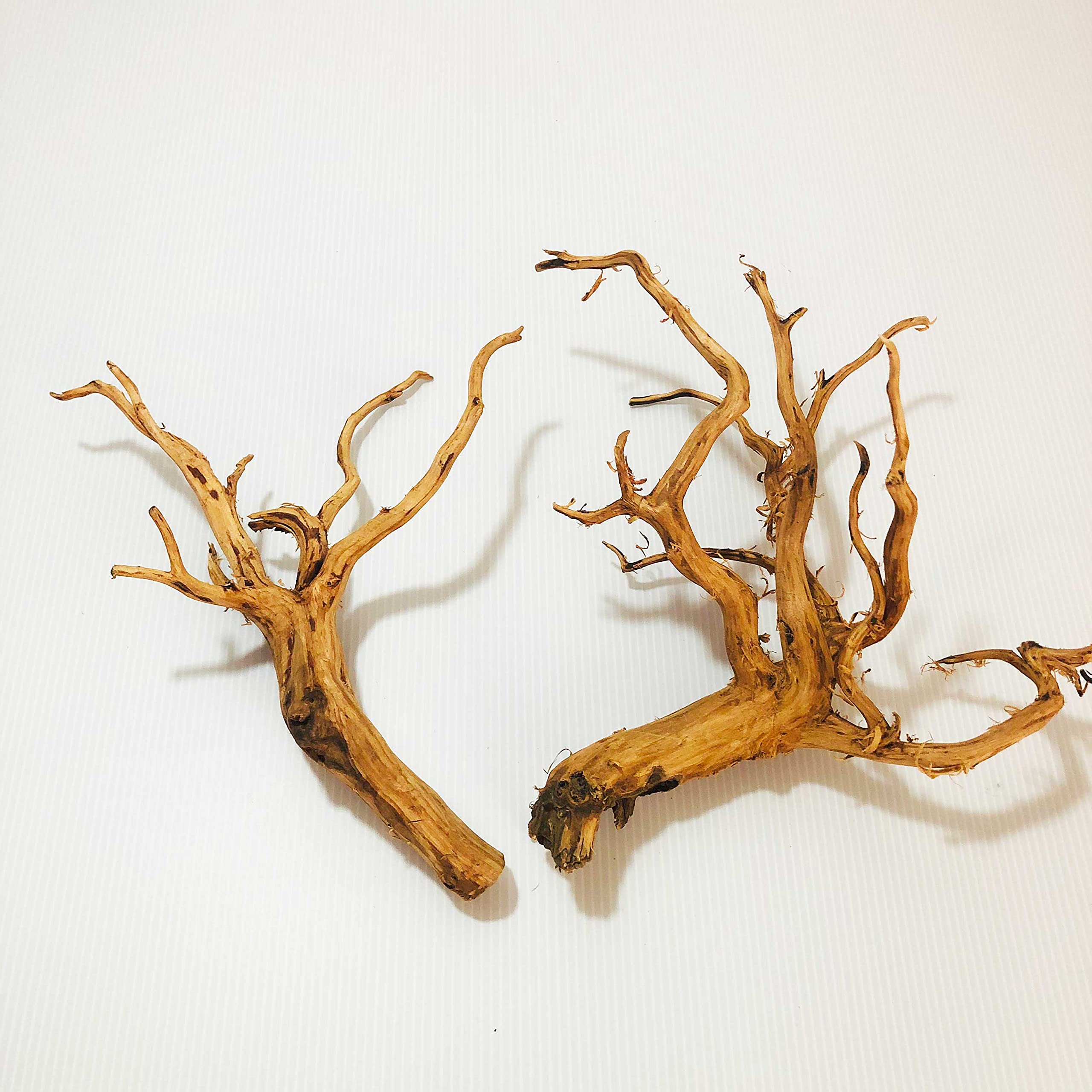 Amazon | Goldlife 流木 中 Mサイズ 2本セット スマトラウッド